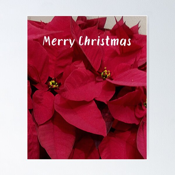 Item preview, Merry Christmas Poinsettia Photographic Plant Design designed and sold by marvacousins246.