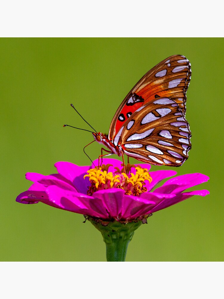 "orange with white spots butterfly " Sticker for Sale by kerenhadar
