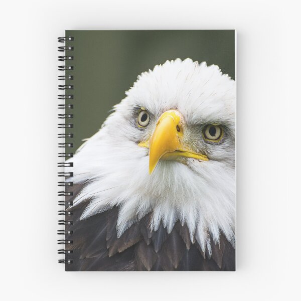 Item preview, Bald Eagle - Looking Bemused designed and sold by dvlcom.