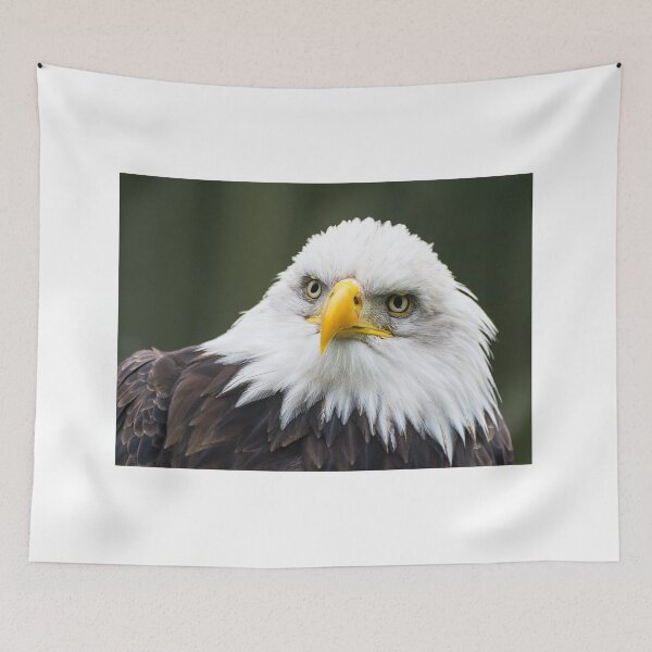 Item preview, Bald Eagle - Looking Bemused designed and sold by dvlcom.