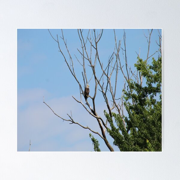 Item preview, Bald Eagle designed and sold by William Franklin-Cromwell.