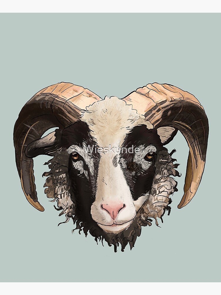 Old Norwegian Sheep Gammelnorsk Sau by Wieskunde