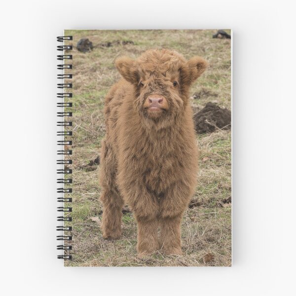 Item preview, Scottish Highland baby cow designed and sold by HaleyRedshaw.