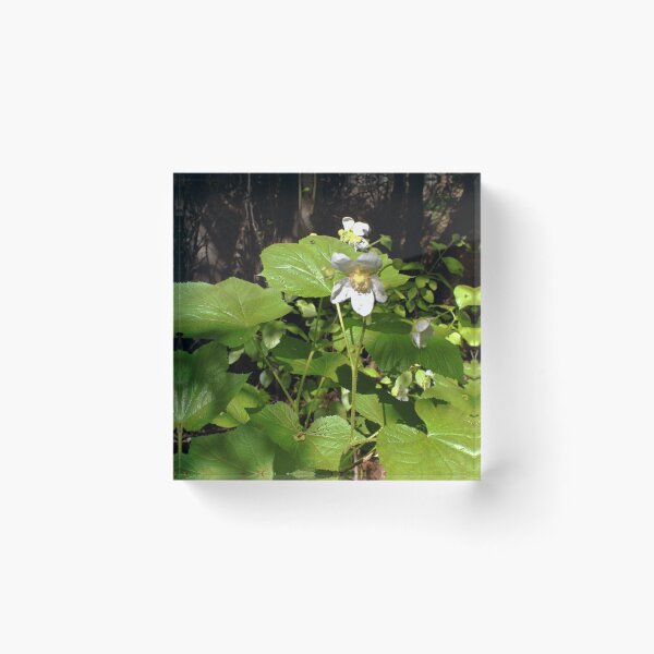 Item preview, Scenic forest and mountain nature designed and sold by Ventures1.