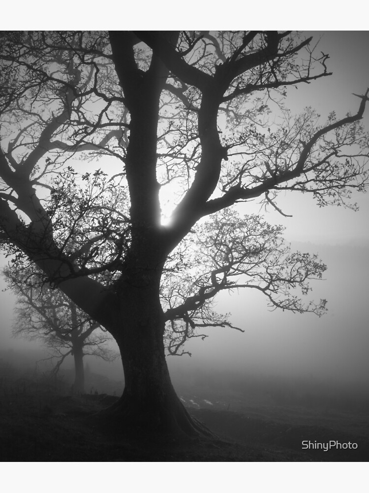 Foggy Tree by ShinyPhoto