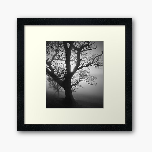 Foggy Tree Framed Art Print