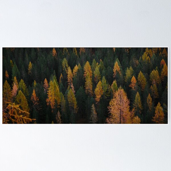 Item preview, Redwood Trees designed and sold by AngelsOnline.