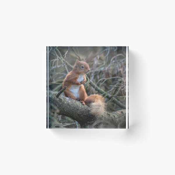 Item preview, Cute little wild woodland red squirrel in the branches designed and sold by HaleyRedshaw.