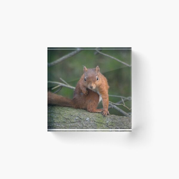 Item preview, Cute little wild woodland red squirrel in the branches designed and sold by HaleyRedshaw.