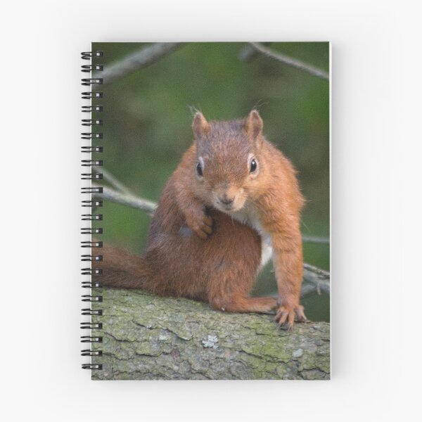 Item preview, Cute little wild woodland red squirrel in the branches designed and sold by HaleyRedshaw.