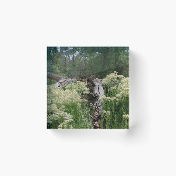 Item preview, Scenic forest and mountain nature designed and sold by Ventures1.