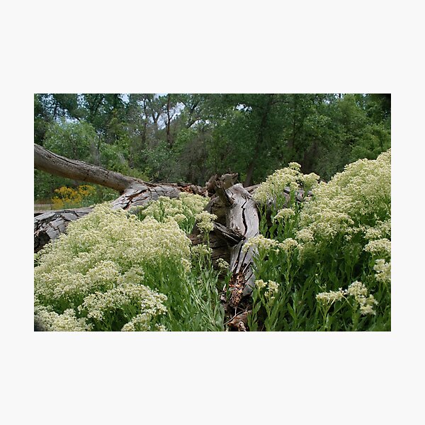 Item preview, Scenic forest and mountain nature designed and sold by Ventures1.