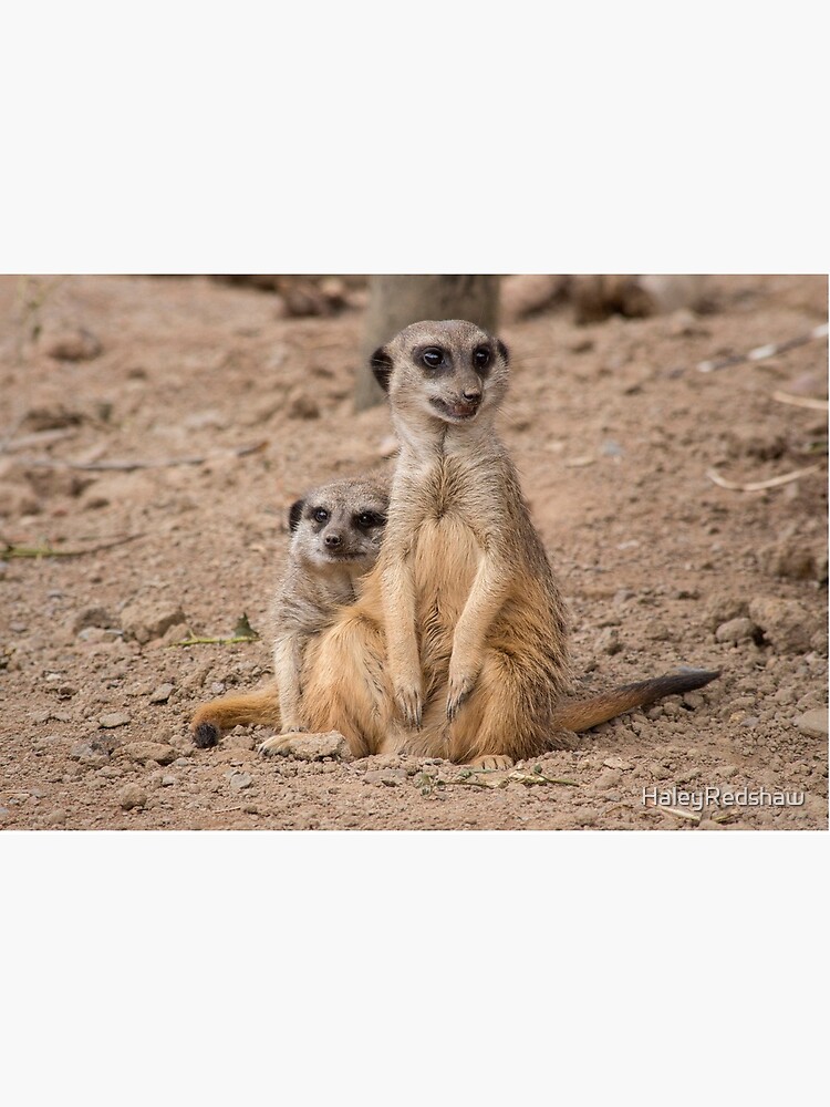 African animals Male and Female Meerkats African animals Male and Female Meerkats