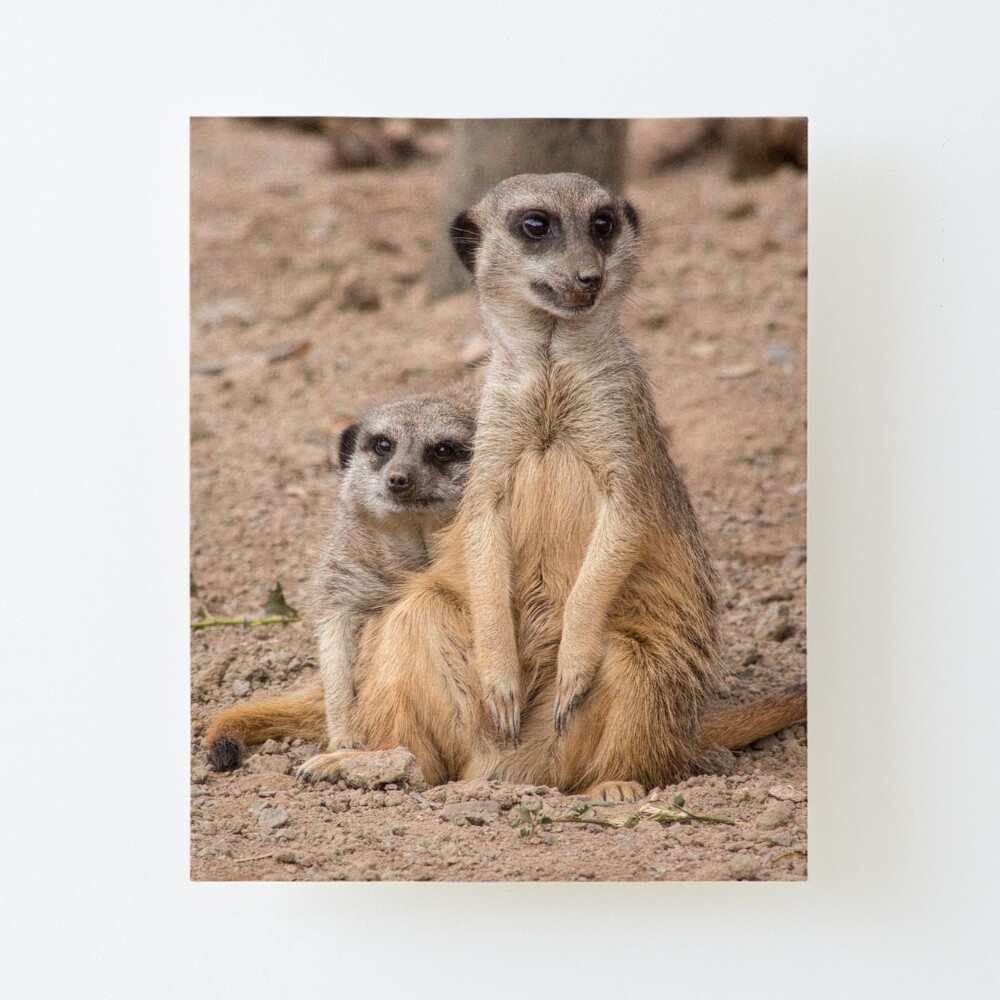 African animals Male and Female Meerkats African animals Male and Female Meerkats