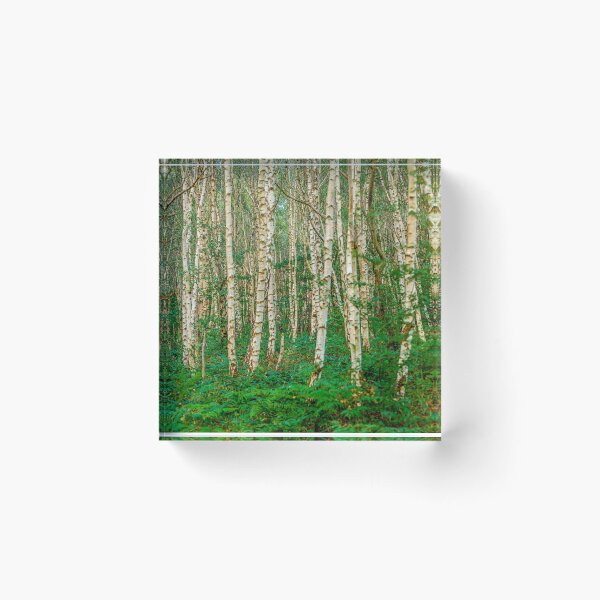 Item preview, Stark trunks of Silver Birch trees  designed and sold by Dalyndigital Photography.