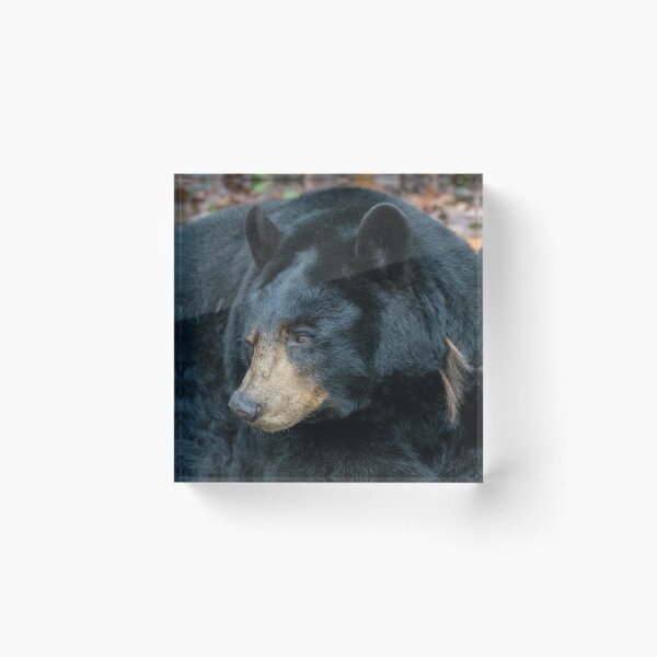 Item preview, Bearly Awake designed and sold by Karen Peron.