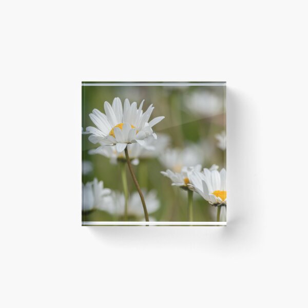 Artikelvorschau, Wildflower Gänseblümchen entworfen und verkauft von HaleyRedshaw.