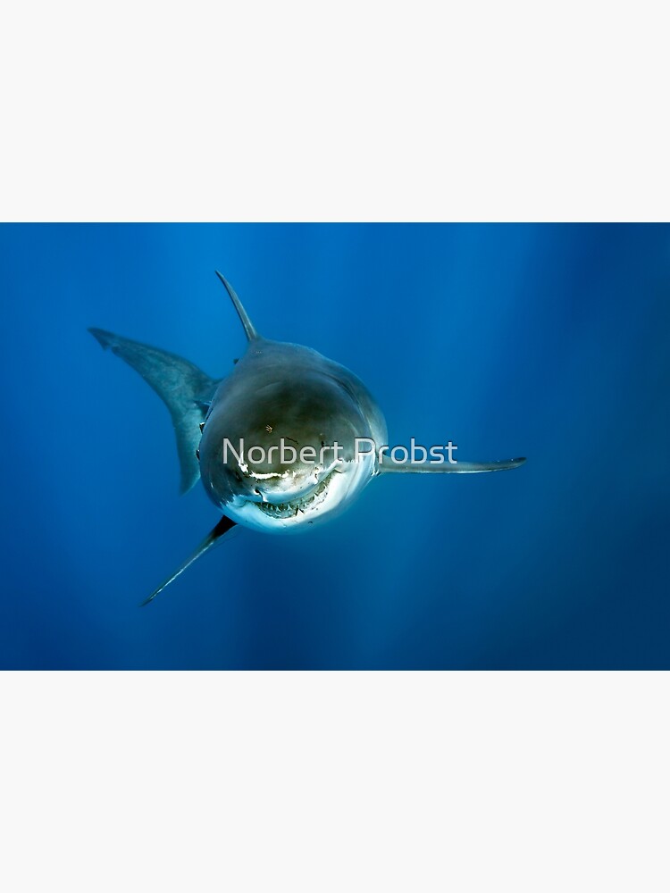 smiling shark' Poster