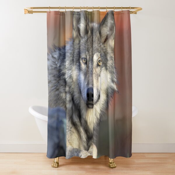 Thinking About Wolves Aggressive Wolf Growling Wolf - funny photos Shower Curtain