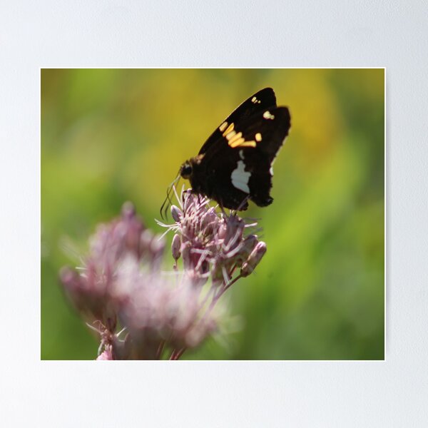 Item preview, Butter Fly 1 designed and sold by William Franklin-Cromwell.