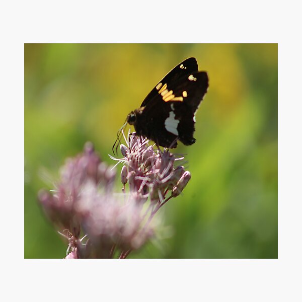 Item preview, Butter Fly 1 designed and sold by William Franklin-Cromwell.