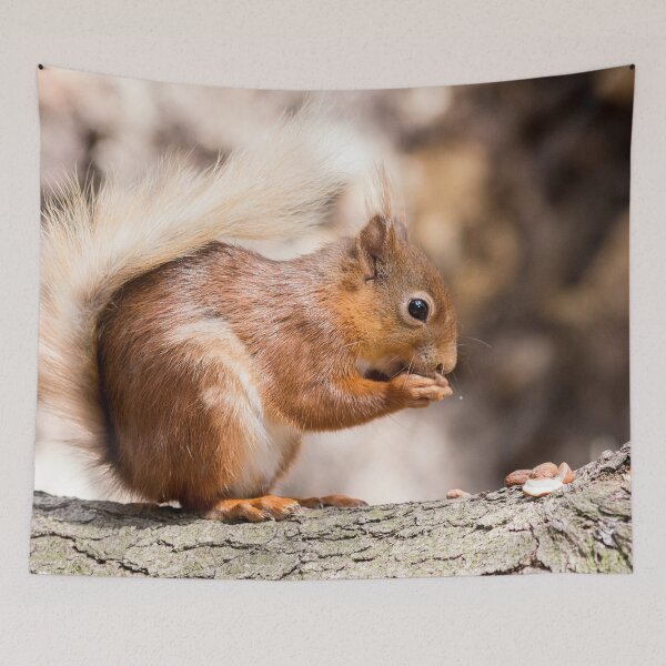 Item preview, Woodland Forest animals hungry red squirrel  designed and sold by HaleyRedshaw.