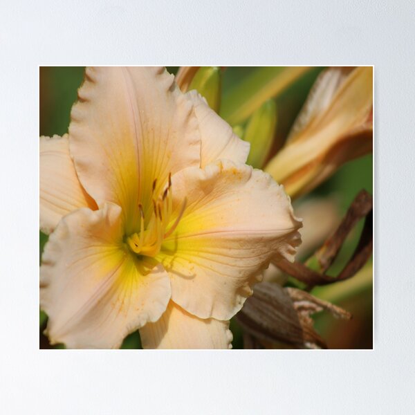 Item preview, Peach Lily designed and sold by William Franklin-Cromwell.