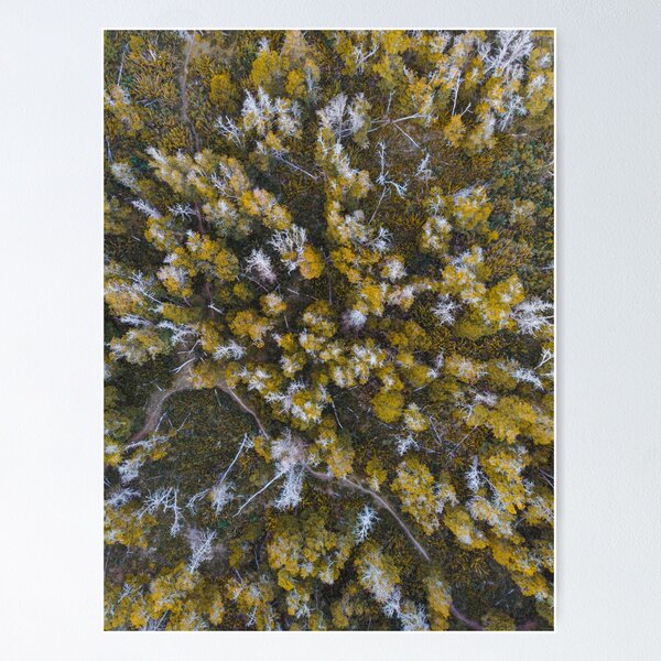 Item preview, Trees everywhere! Drone shoot designed and sold by MarianDiaz.
