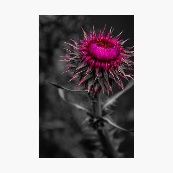 Aperçu de l'œuvre Floral créée et vendue par Awake-Aware.