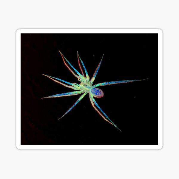 Glow-In-The-Dark Spider Sticker