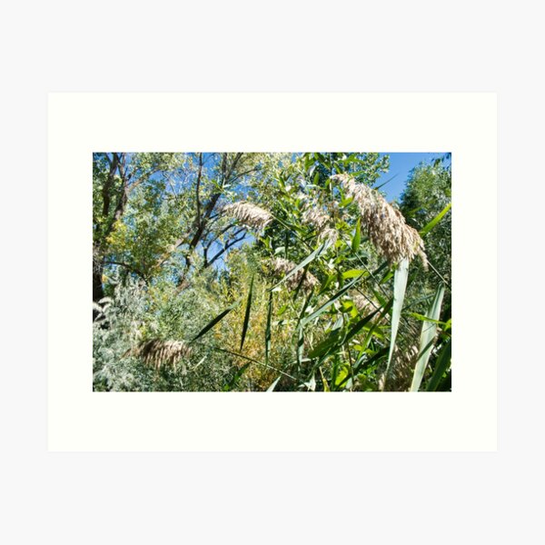 Item preview, Scenic forest and mountain nature designed and sold by Ventures1.