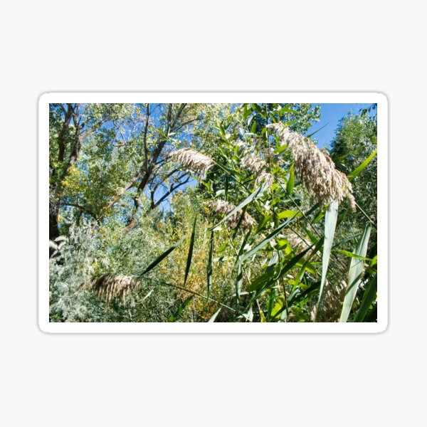 Item preview, Scenic forest and mountain nature designed and sold by Ventures1.