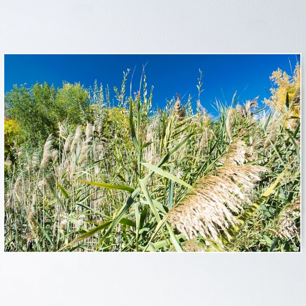 Item preview, Scenic forest and mountain nature designed and sold by Ventures1.