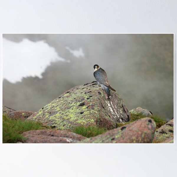 Item preview, Peregrine Falcon  designed and sold by sandysshoots.