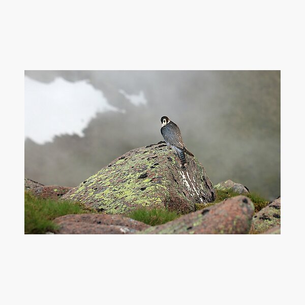 Item preview, Peregrine Falcon  designed and sold by sandysshoots.