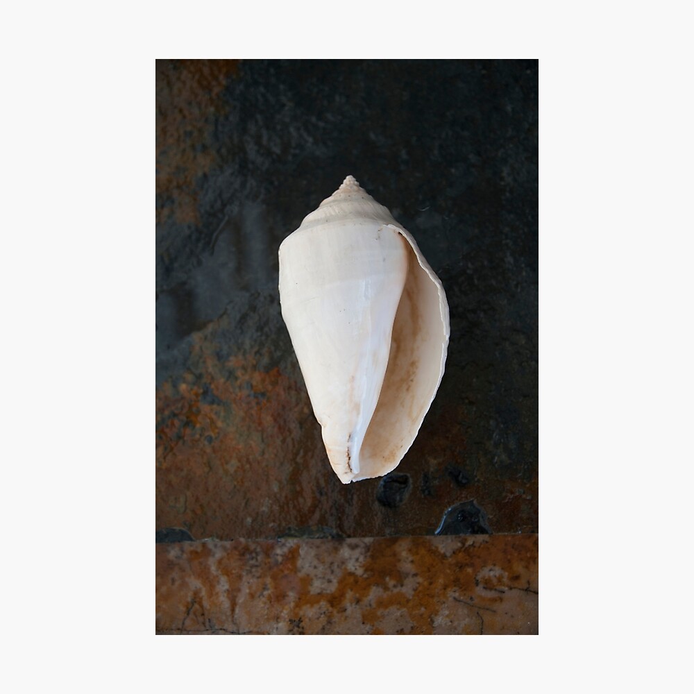 Seashells on wood background Canvas Print / Canvas Art by Elena