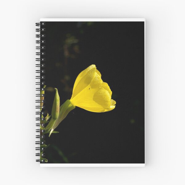 Item preview, Common Evening Primrose designed and sold by Sue Robinson.