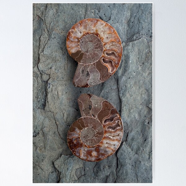Item preview, Fossil Ammonites  designed and sold by Elena Ray.