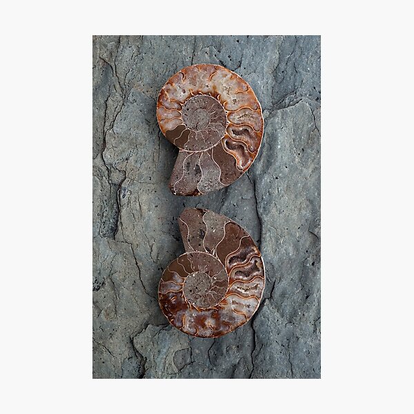 Item preview, Fossil Ammonites  designed and sold by Elena Ray.