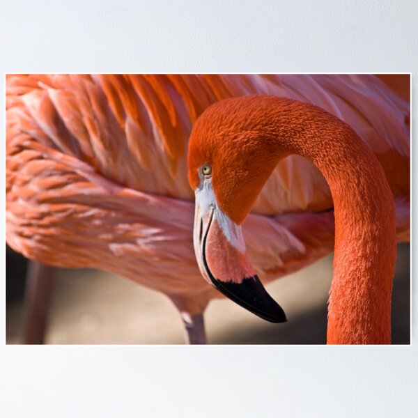 Item preview, Flaming Flamingo designed and sold by Diego Re.