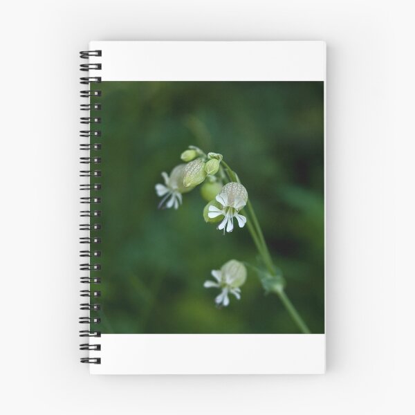 Item preview, Bladder Campion wild flower designed and sold by Sue Robinson.