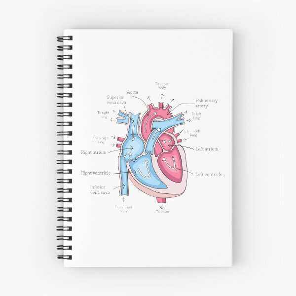 Item preview, poster of human heart anatomy with hand written labels of the main parts designed and sold by MR-PAUSED.