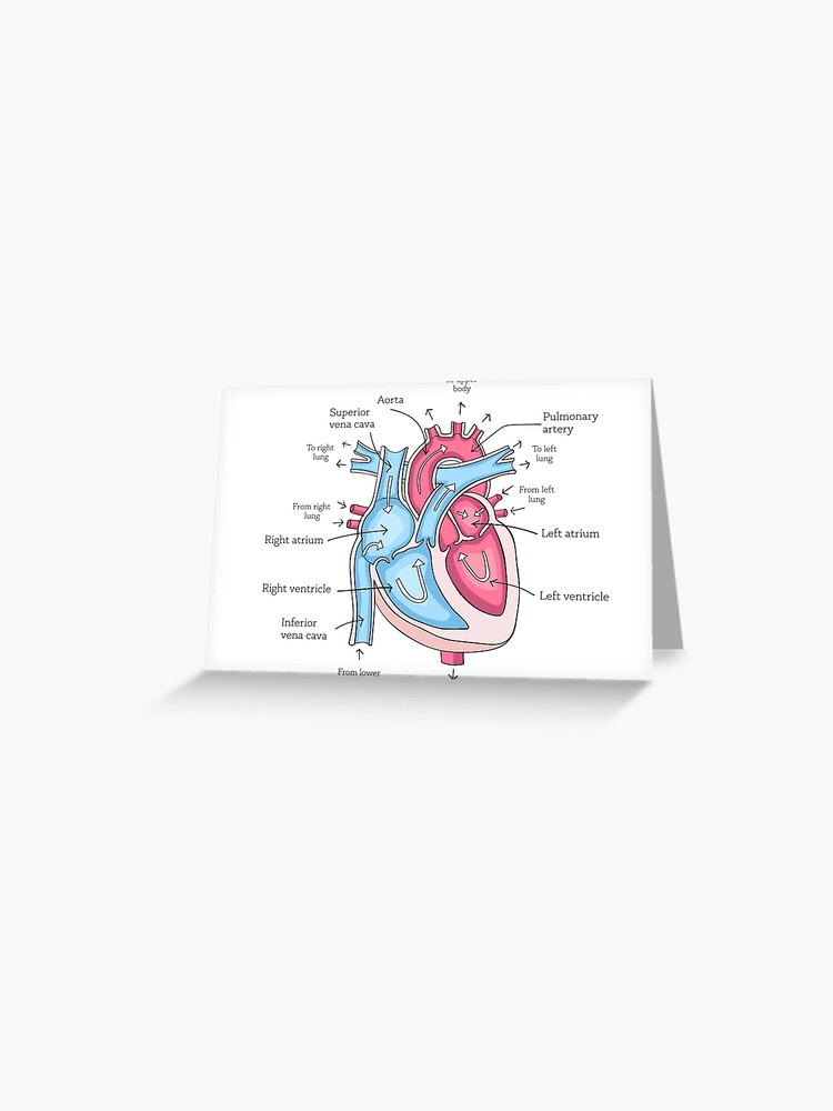 partes del corazón etiquetadas