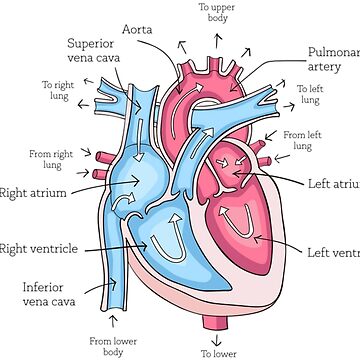 partes del corazón etiquetadas