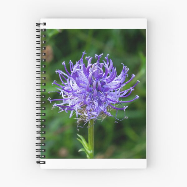 Item preview, Round-headed Rampion designed and sold by Sue Robinson.