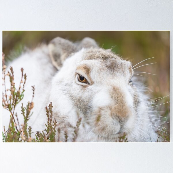 Item preview, conejo blanco salvaje designed and sold by chanonry.