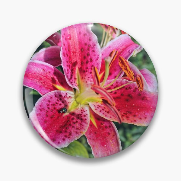 Artikelvorschau, Stargazer Lily entworfen und verkauft von Avril Harris.