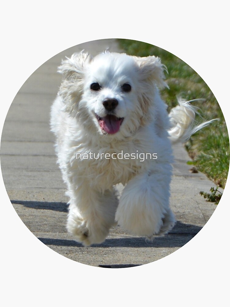 Dog Running Free, Cocker Spaniel, Mutt, Fluffy