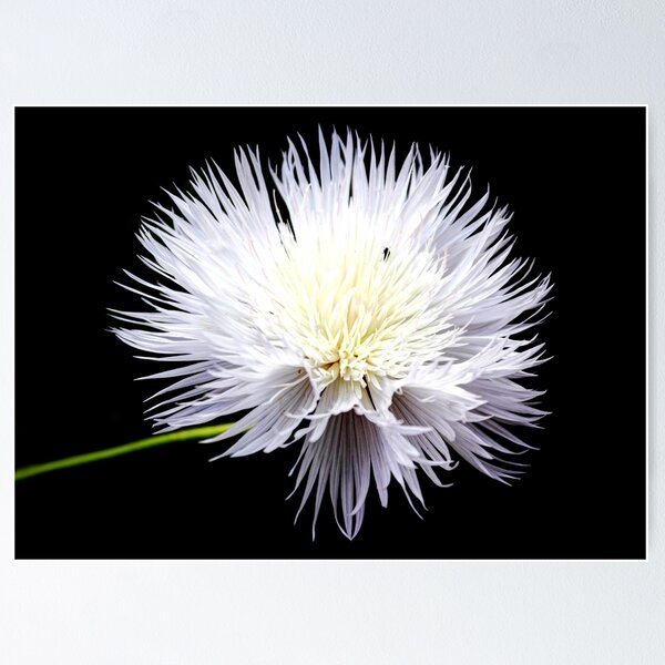 Item preview, White Wildflower designed and sold by Avril Harris.