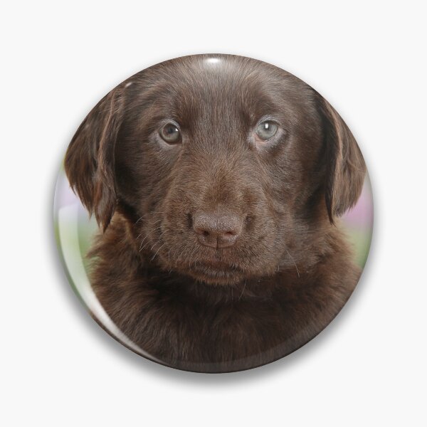 Artikelvorschau, Schokoladen-Labrador-Retriever-Welpe entworfen und verkauft von ScienceSource.